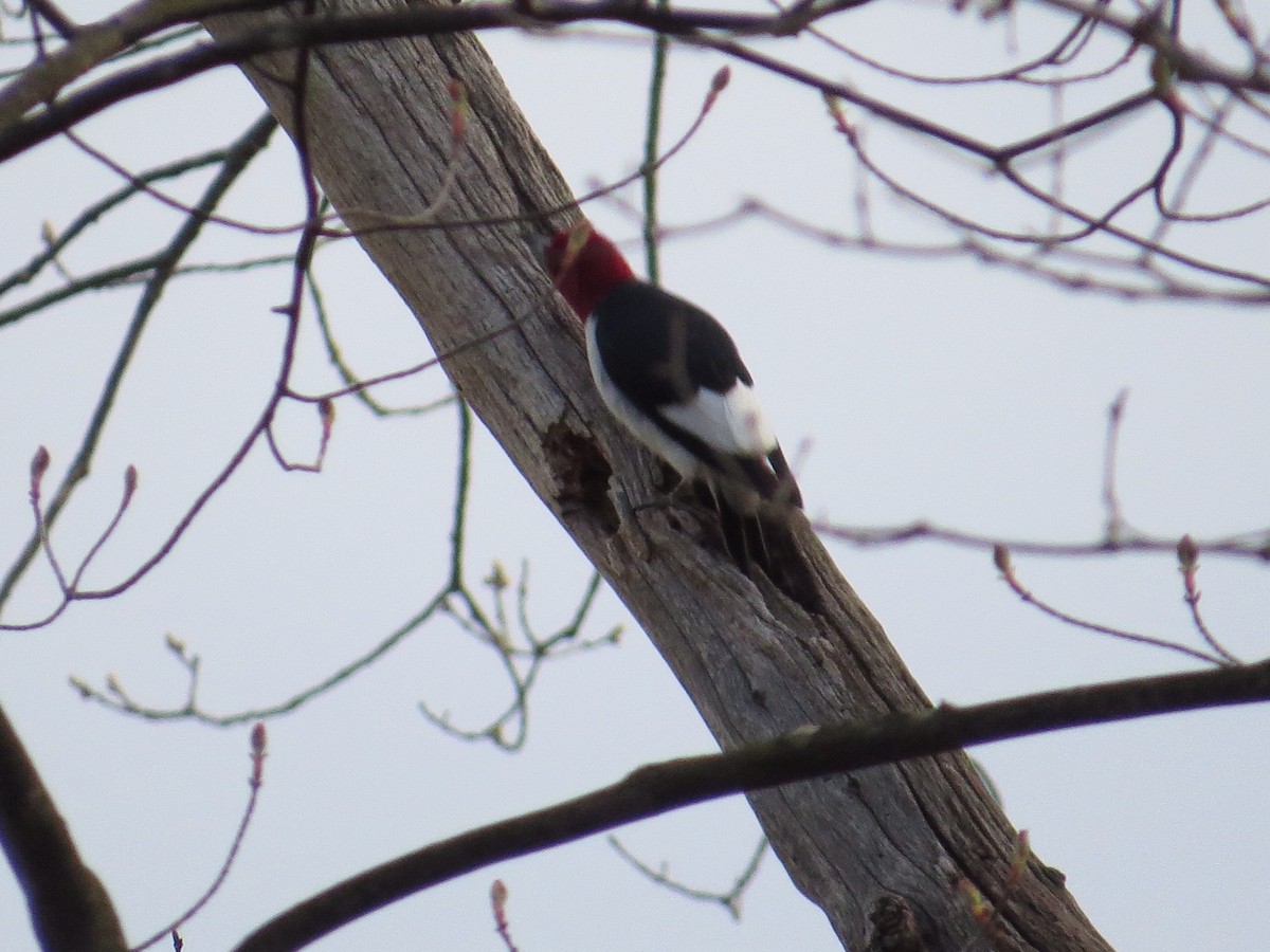 Red-headed Woodpecker - ML229594331