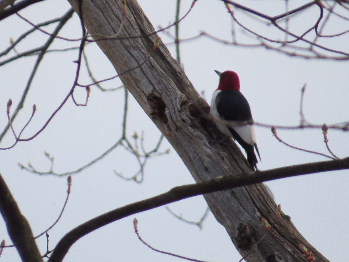 Red-headed Woodpecker - ML229594351