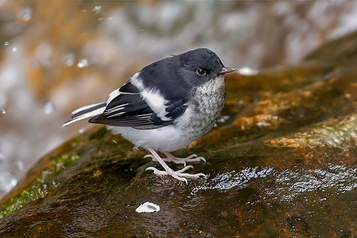 Little Forktail - Aseem Kothiala