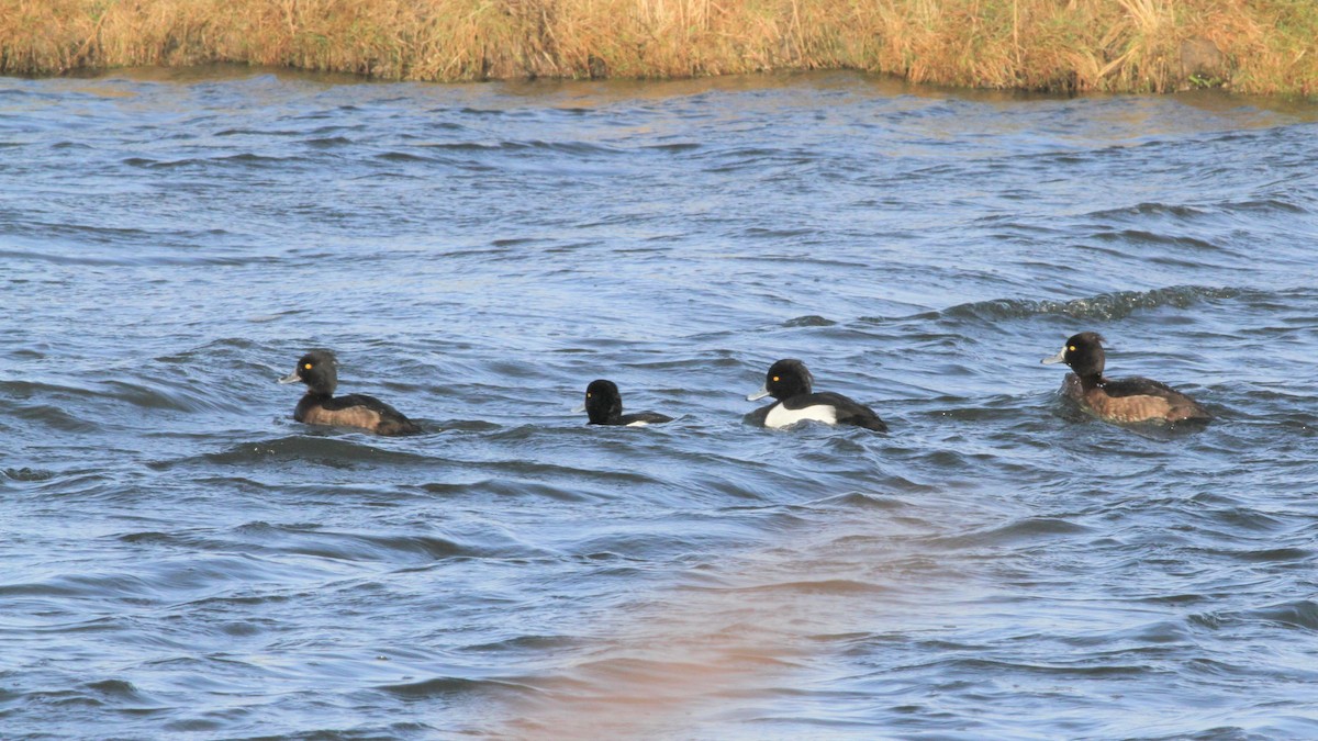 鳳頭潛鴨 - ML229595031