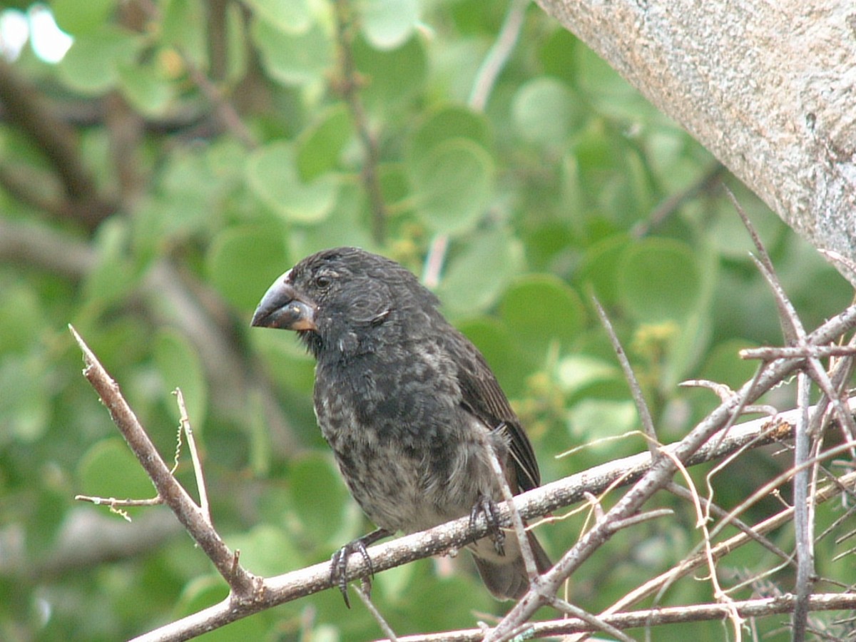 ml229595171-large-ground-finch-macaulay-library