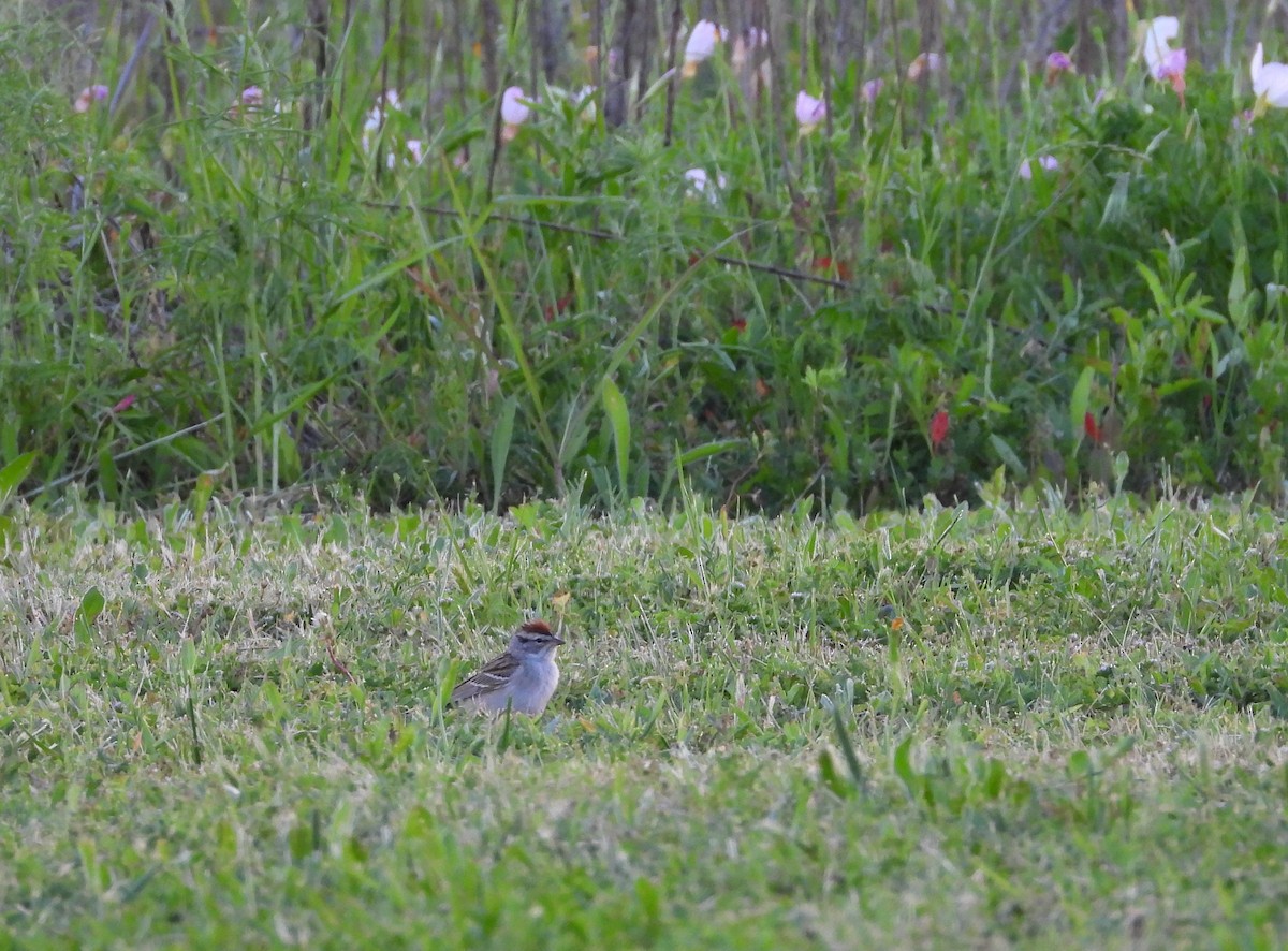 Chipping Sparrow - ML229595291