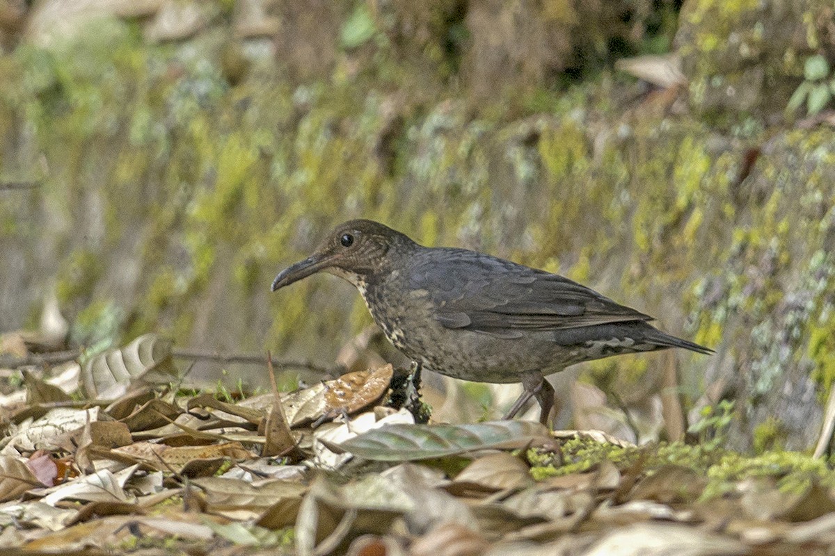 Long-billed Thrush - Aseem Kothiala