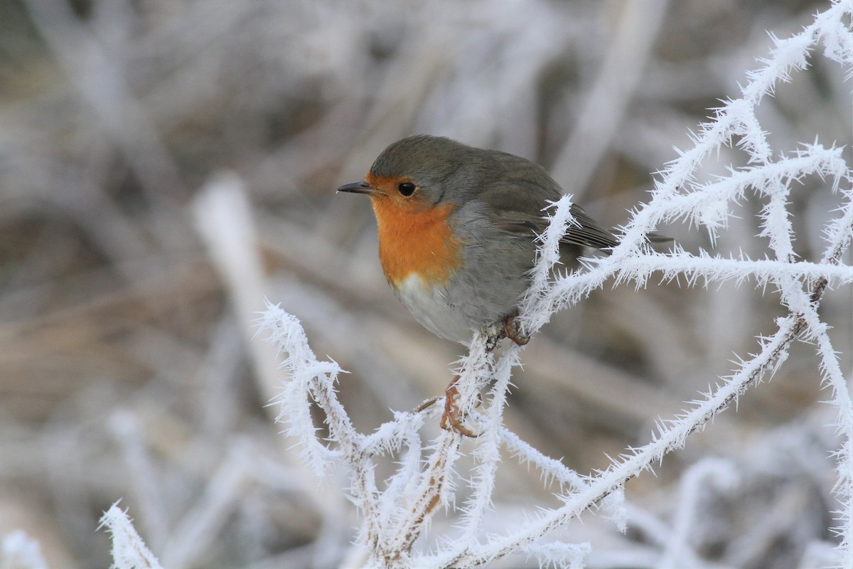 European Robin - ML229595591