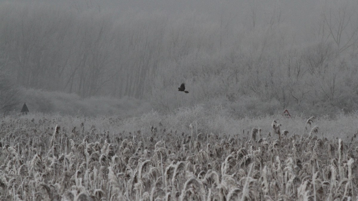 Hen Harrier - ML229595971