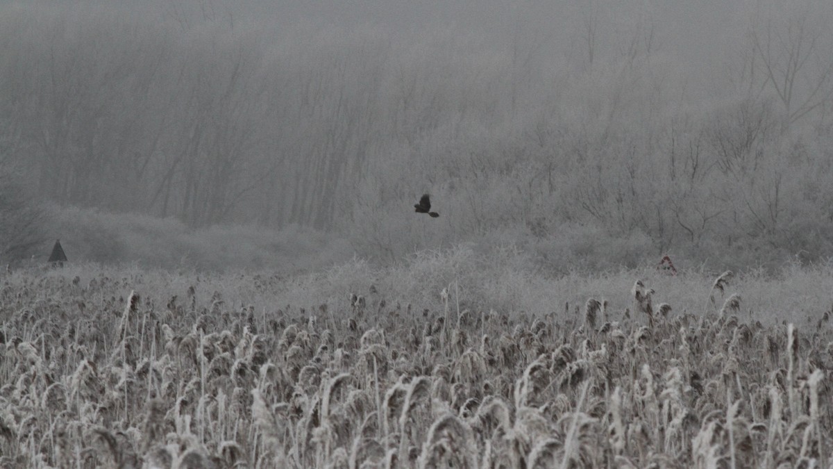 Hen Harrier - ML229595971