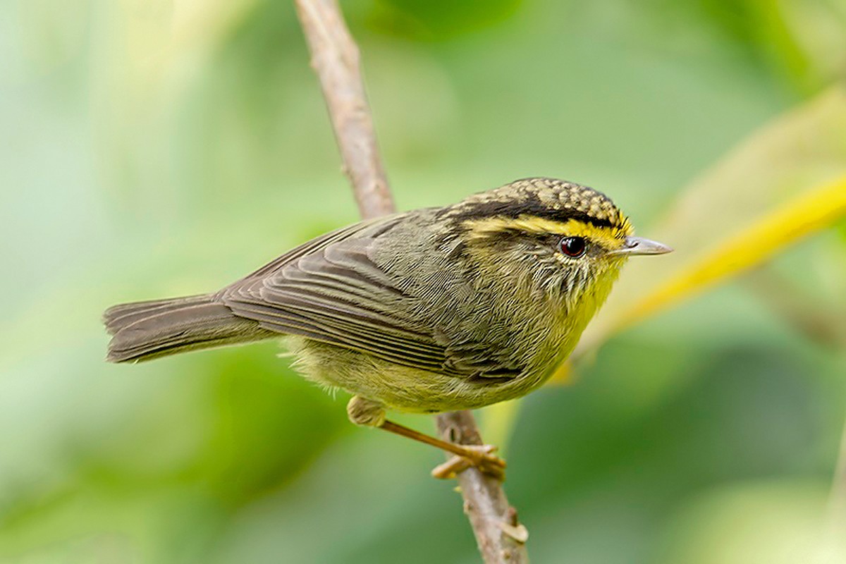 Yellow-throated Fulvetta - Aseem Kothiala