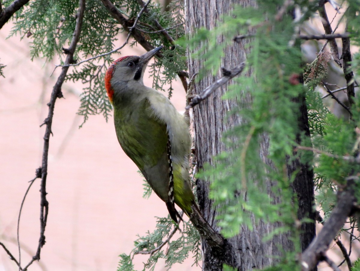 Iberian Green Woodpecker - ML229596981