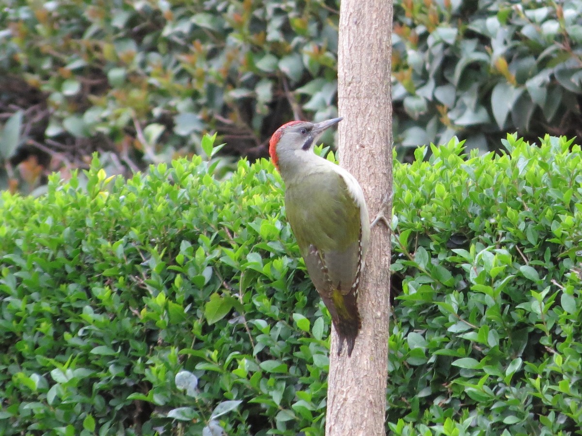 Iberian Green Woodpecker - ML229597041