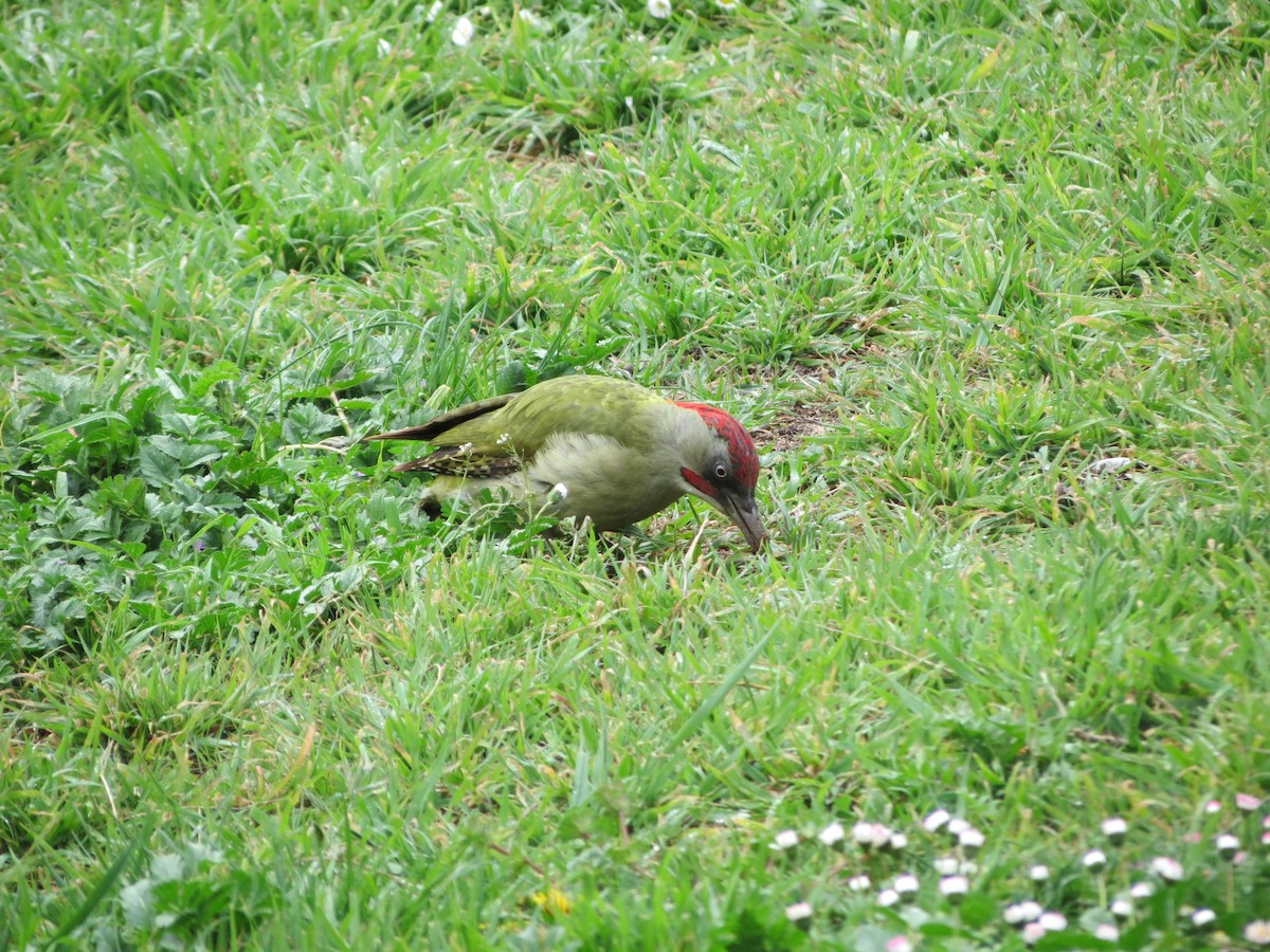 Iberian Green Woodpecker - ML229597071