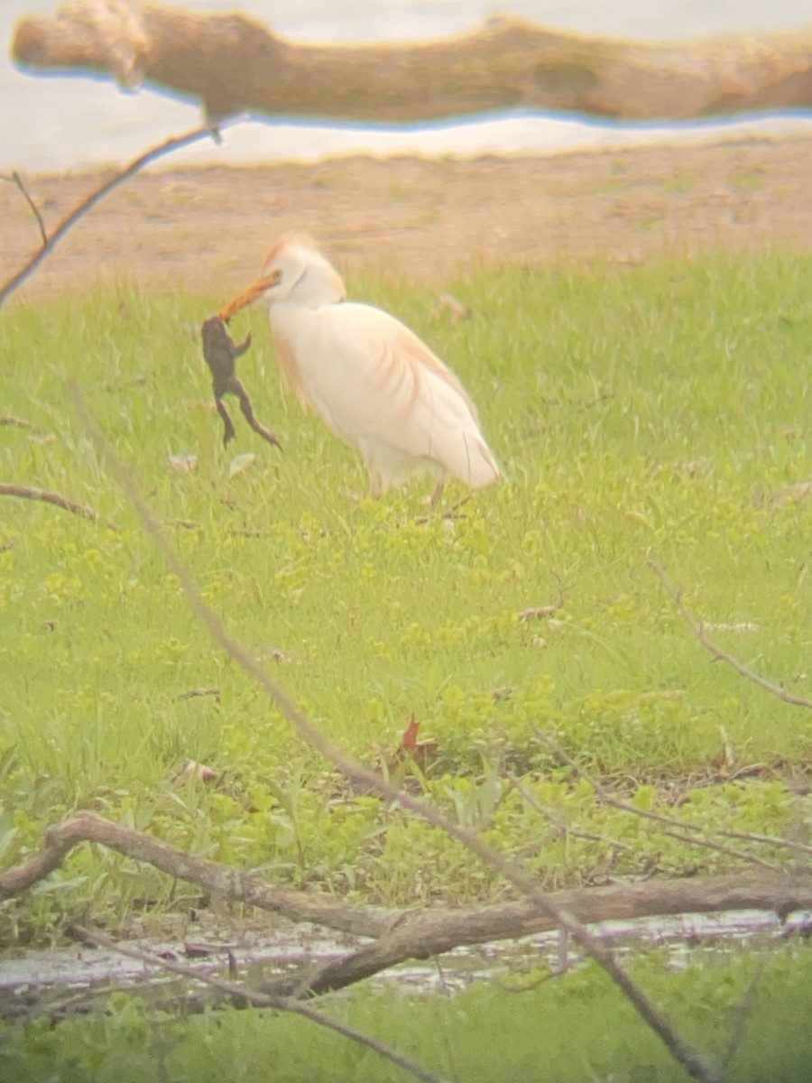 Western Cattle Egret - ML229599361