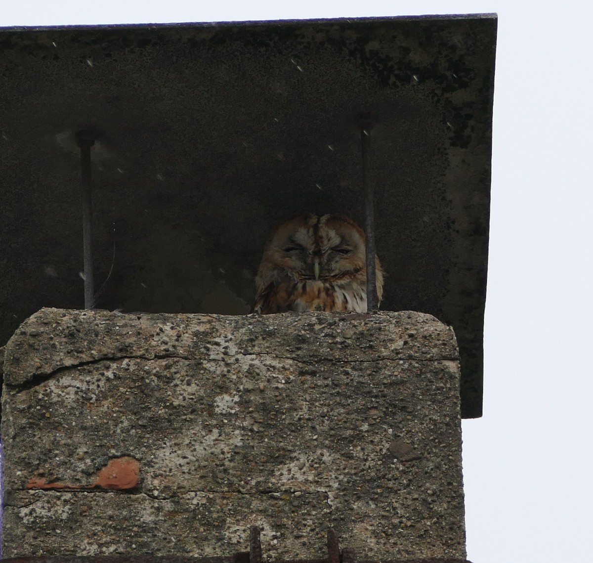 Tawny Owl - ML229599811