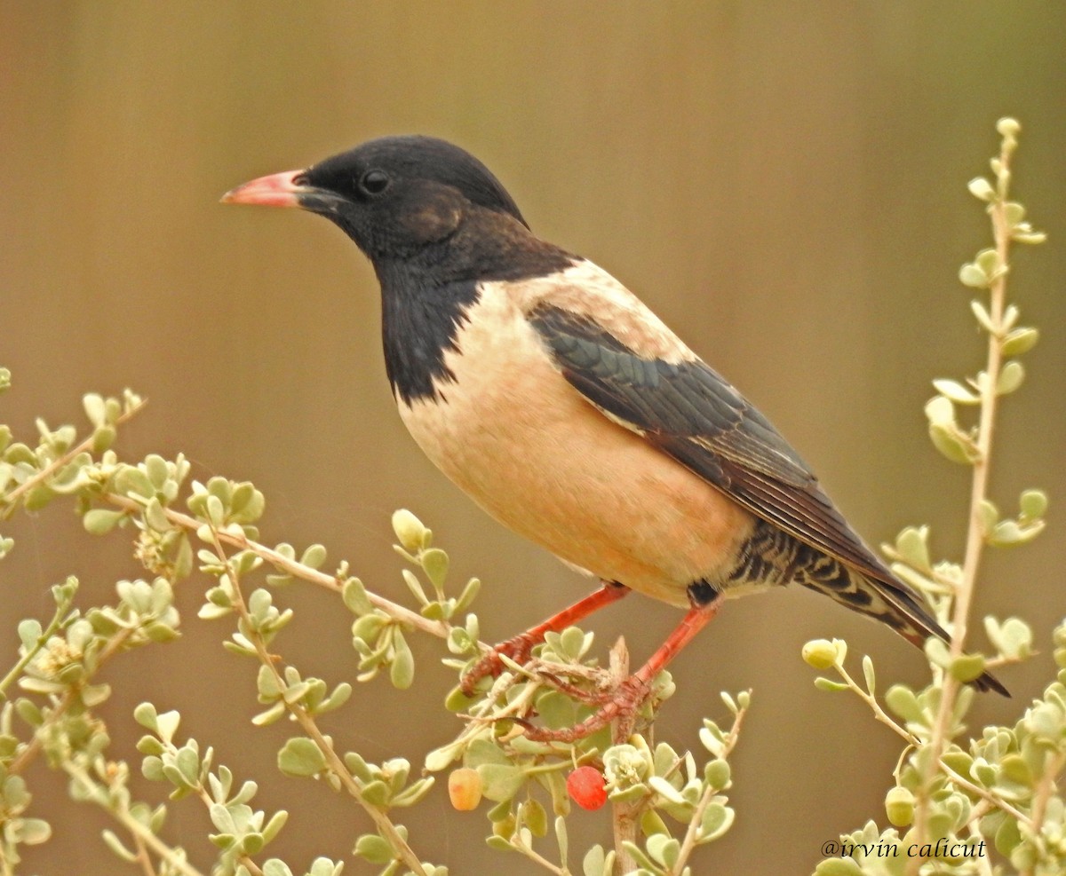 Rosy Starling - Irvin Calicut