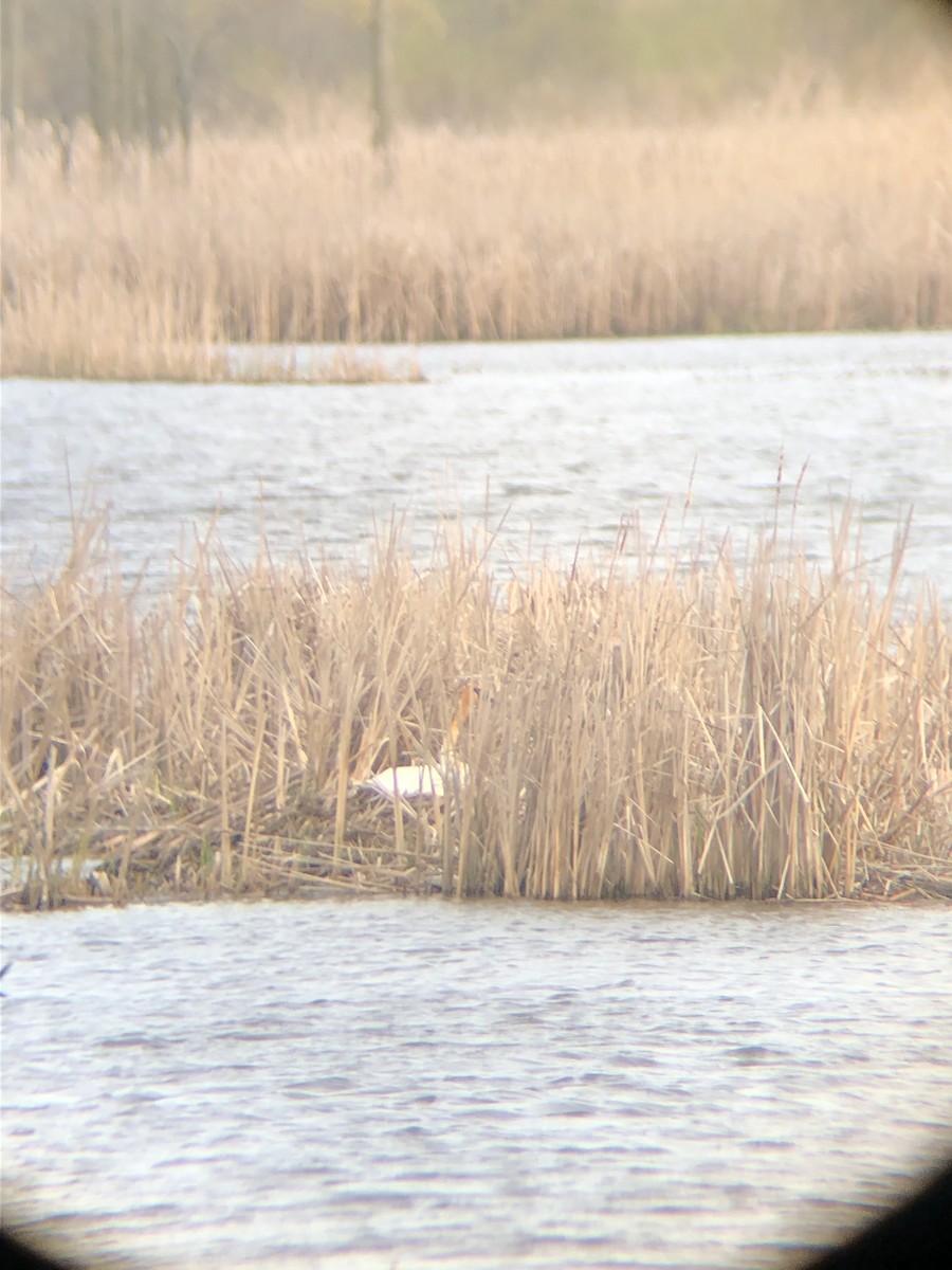 Trumpeter Swan - ML229600111