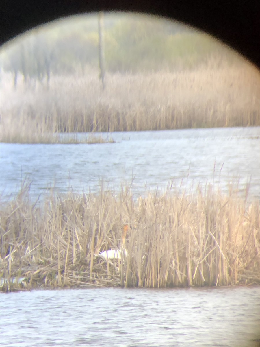Trumpeter Swan - ML229600121