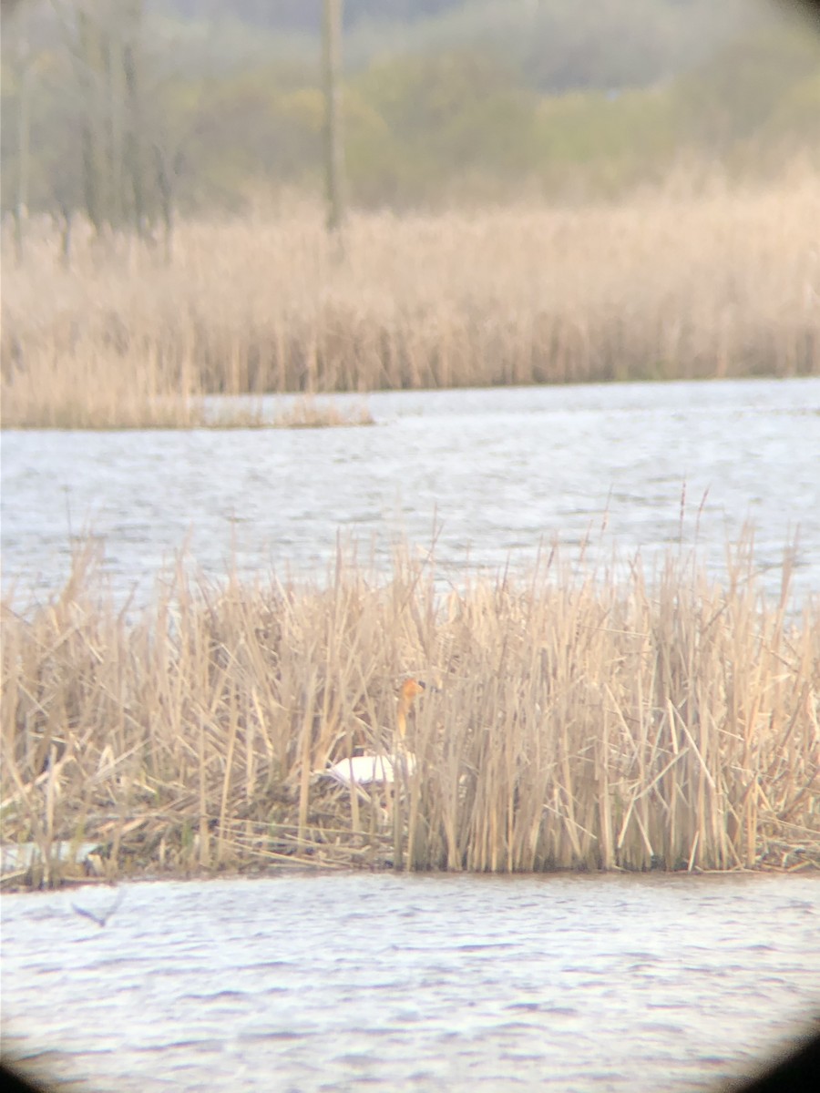 Trumpeter Swan - ML229600221