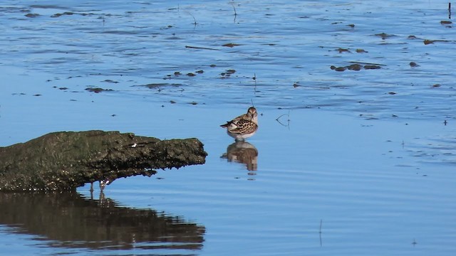 Least Sandpiper - ML229601961