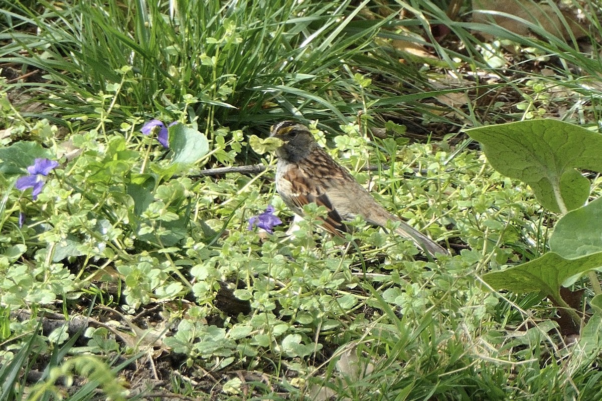 ノドジロシトド - ML229602851