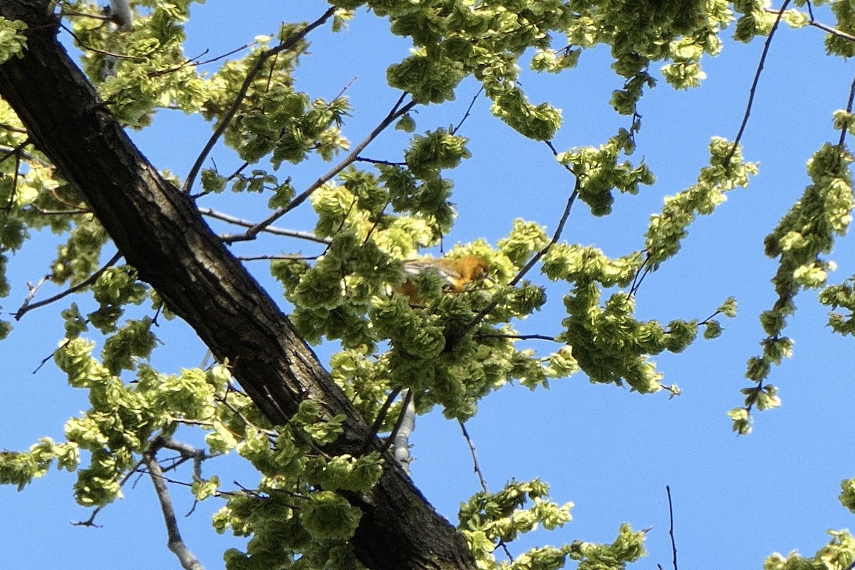 Oriole de Baltimore - ML229603971