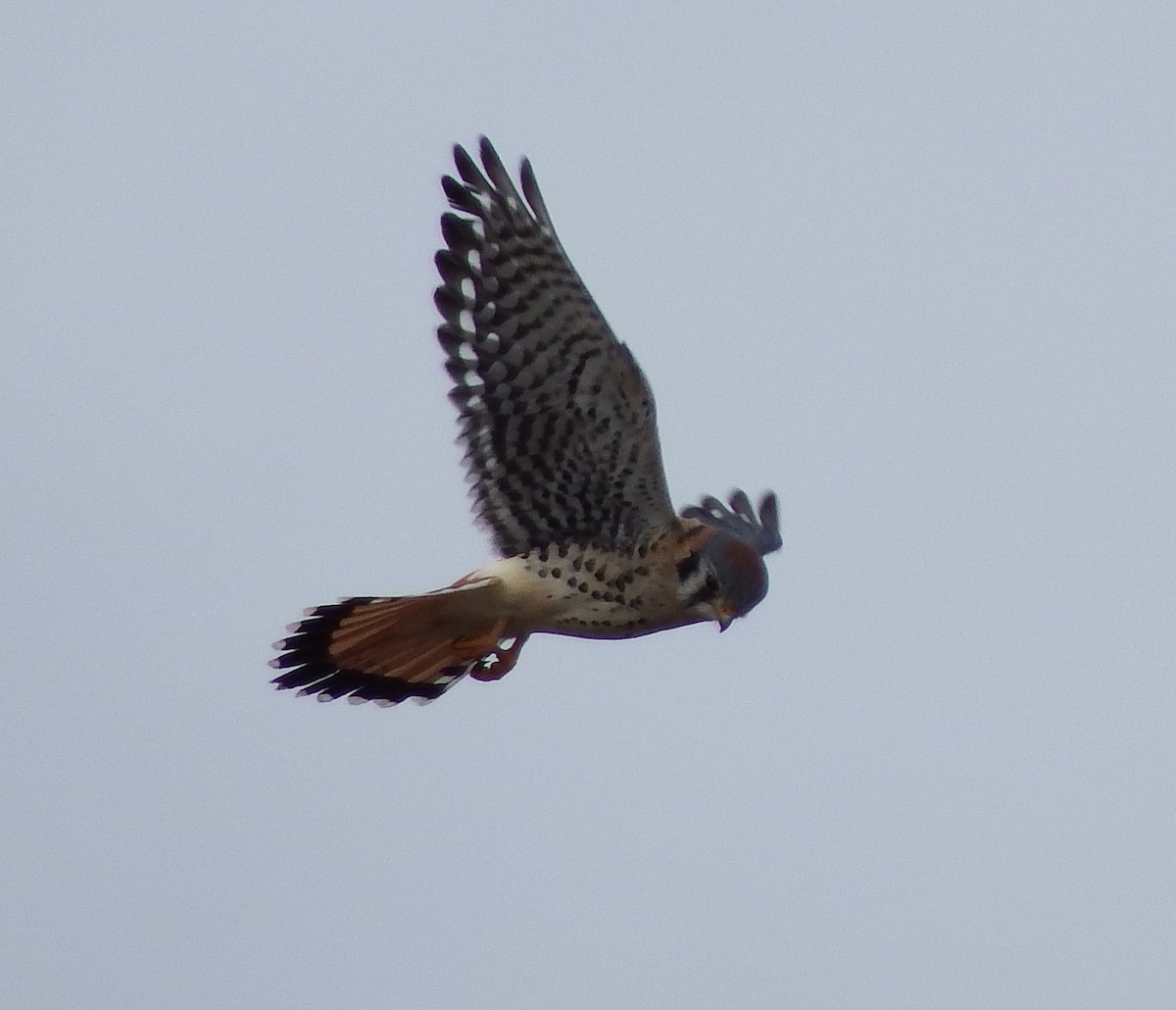 Buntfalke - ML22960571