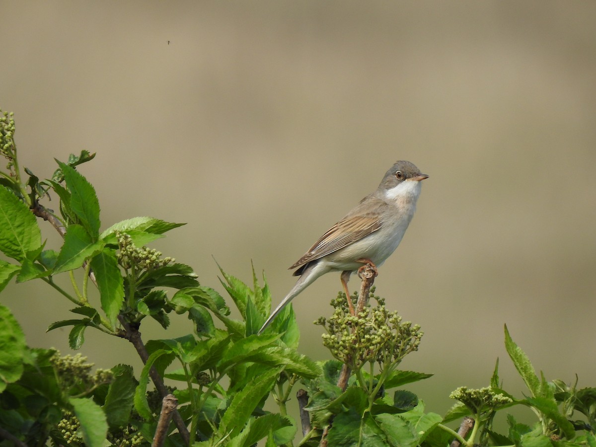 Greater Whitethroat - Igor Kozytsky