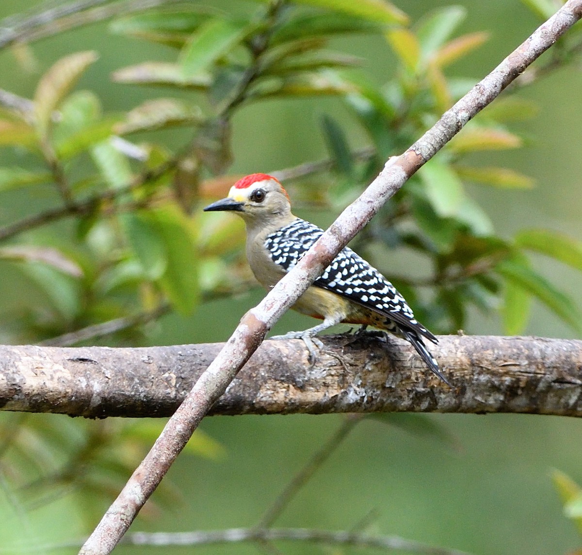 Red-crowned Woodpecker - ML229606171