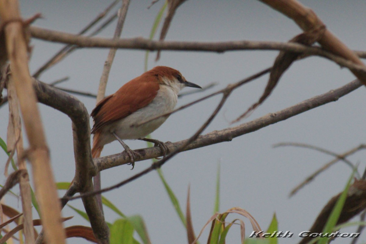 Red-and-white Spinetail - ML229608351