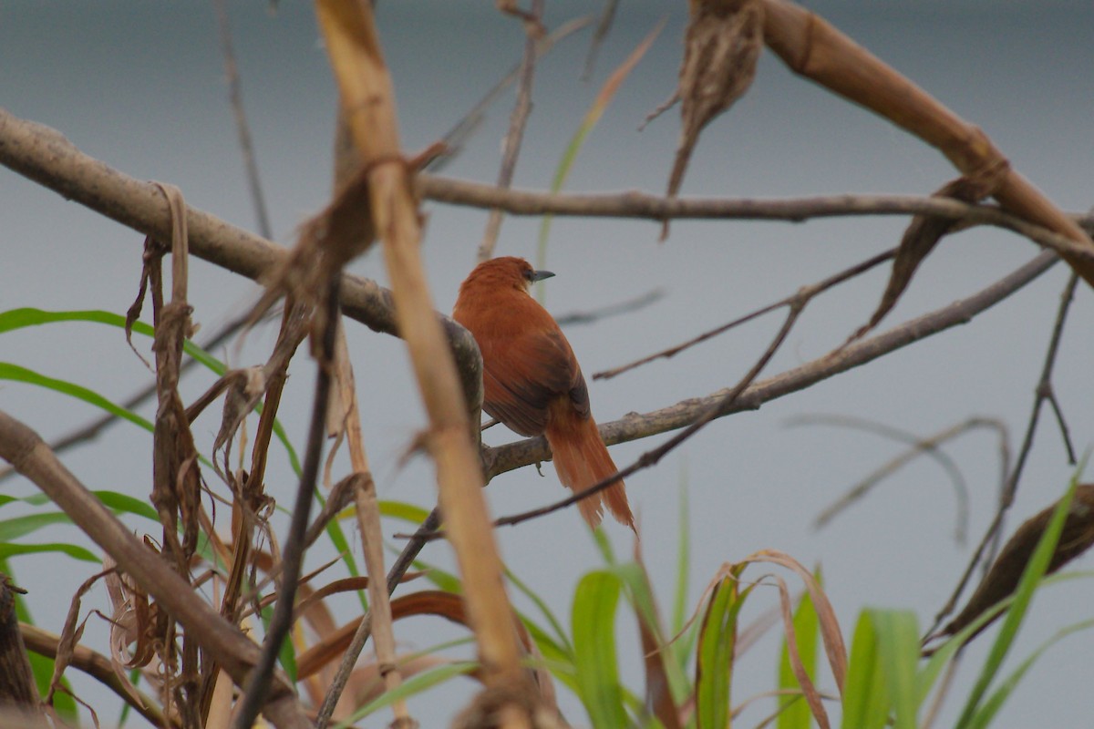 Red-and-white Spinetail - ML229608381