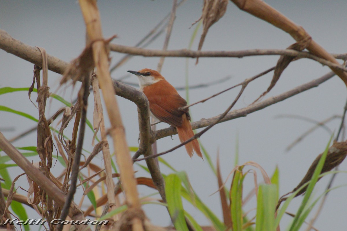 Red-and-white Spinetail - ML229608391