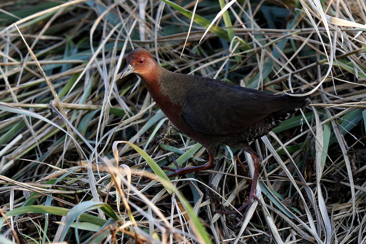 Ruddy-breasted Crake - 独行虾 Bird.soong