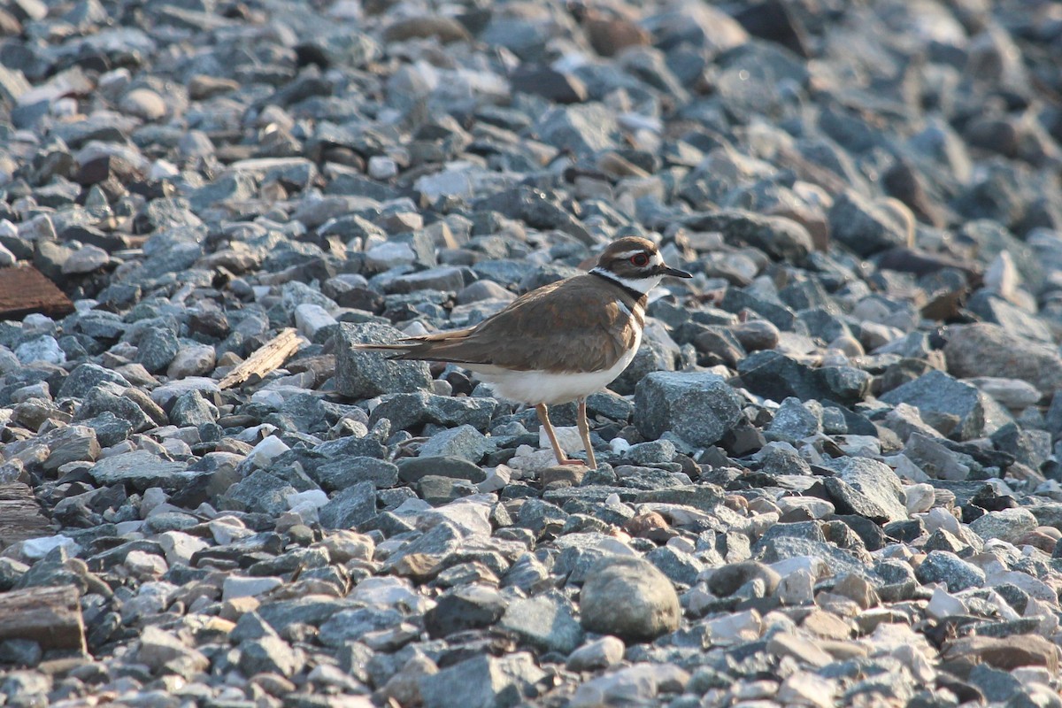 Killdeer - ML229611091