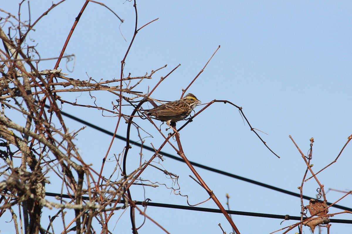 Savannah Sparrow - Christopher Moser-Purdy