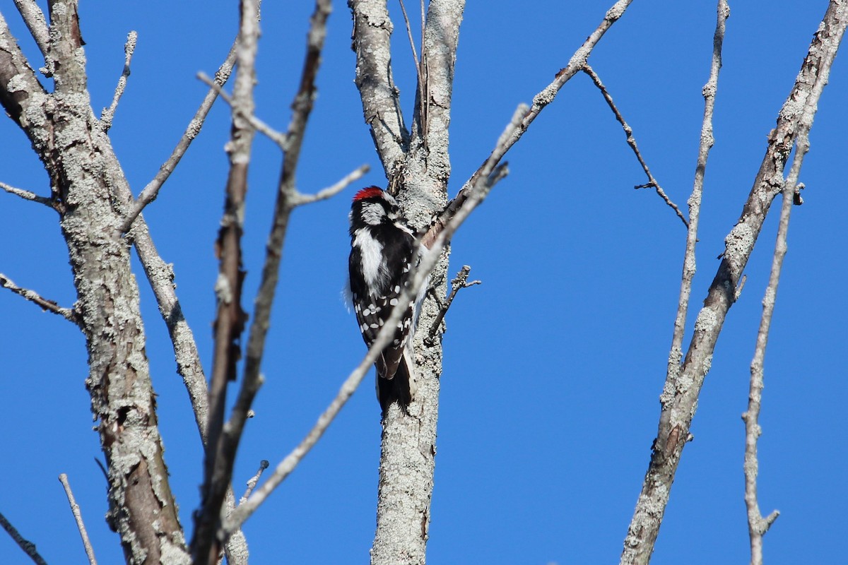 Downy Woodpecker - Christopher Moser-Purdy