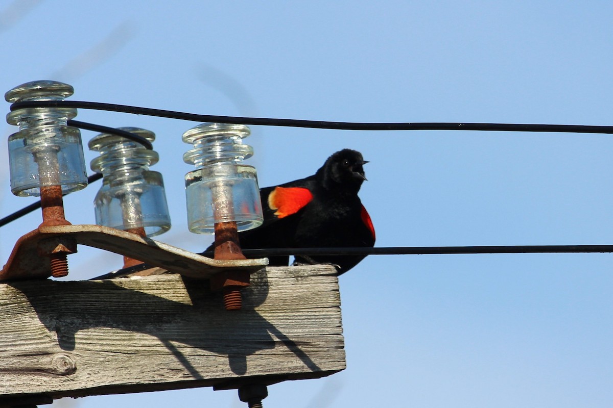 Red-winged Blackbird - ML229612271