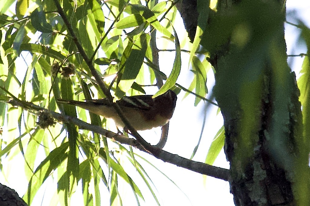 Bay-breasted Warbler - ML229612351