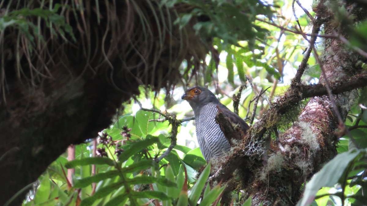 Barred Forest-Falcon - ML22961281