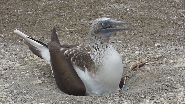 Blue-footed Booby - ML229613761