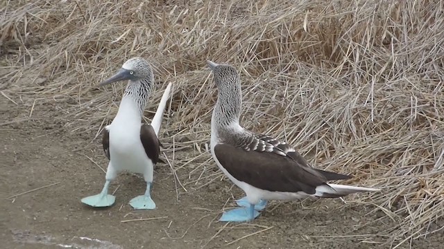 Blue-footed Booby - ML229614011