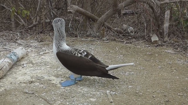 Blue-footed Booby - ML229614291