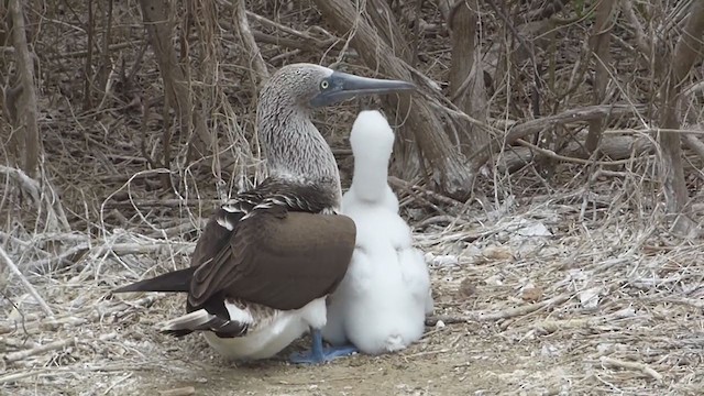 Blue-footed Booby - ML229614341