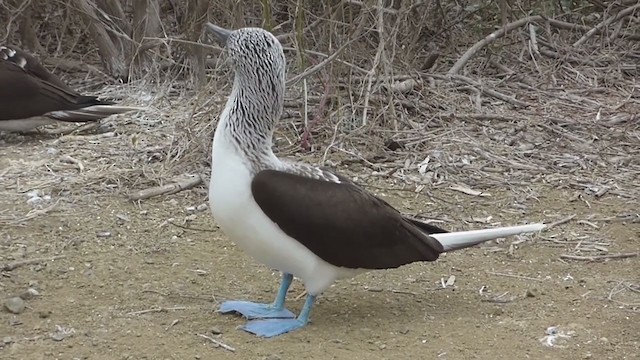Blue-footed Booby - ML229614371
