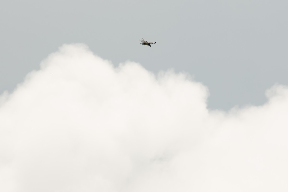 White-headed Vulture - Frédéric Bacuez