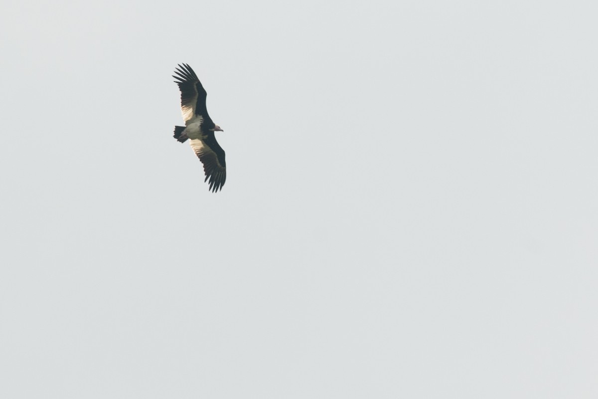 White-headed Vulture - ML229615091