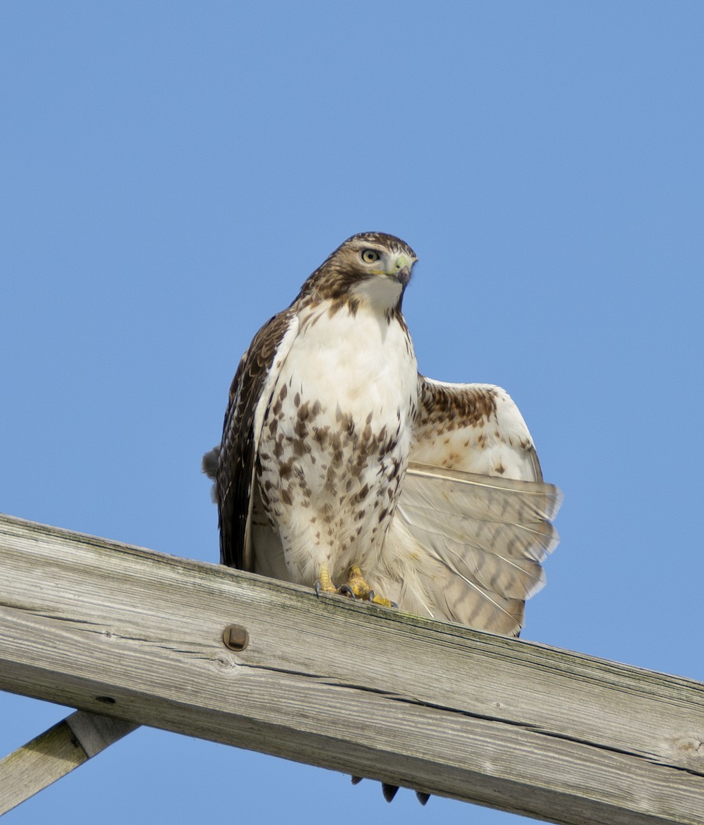 Red-tailed Hawk - ML22961511