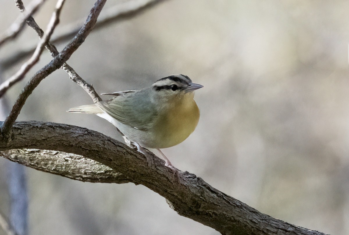 Worm-eating Warbler - ML229616121