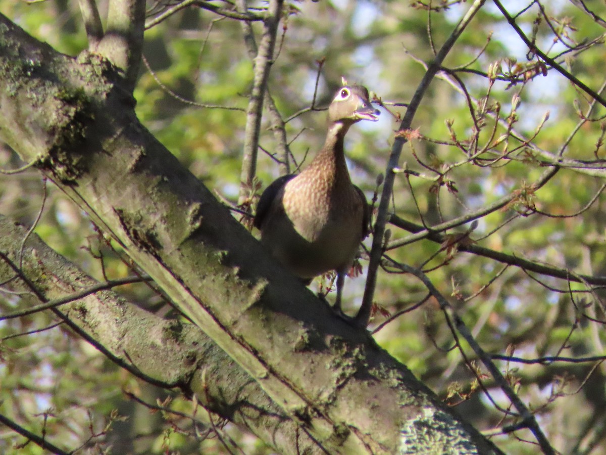 Wood Duck - ML229616911