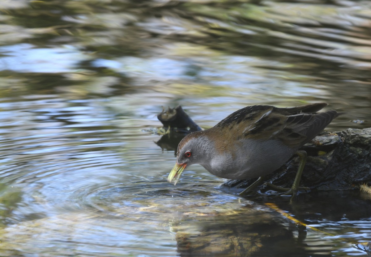 Little Crake - ML229617561