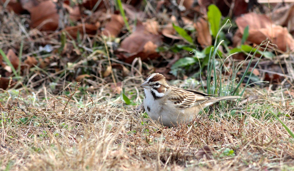 Lark Sparrow - ML22961791