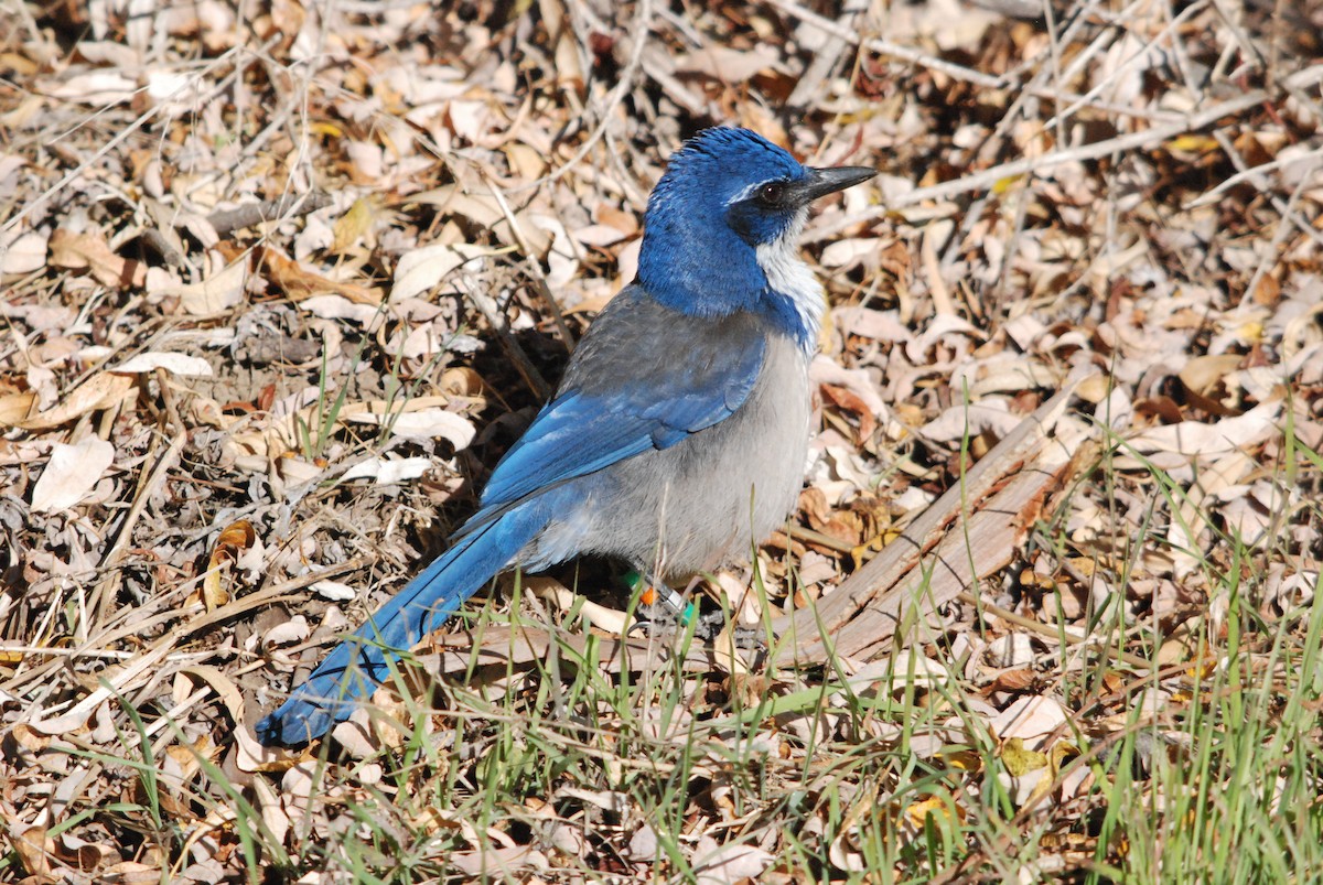 Island Scrub-Jay - ML22961831