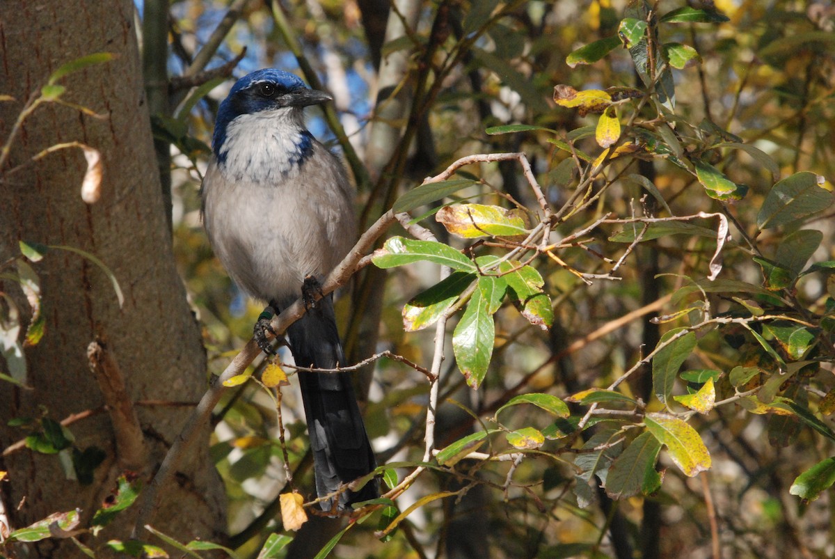 Island Scrub-Jay - ML22961851